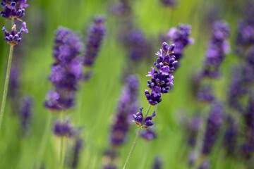 lavender field in , nacka, stockholm, sweden, sverige