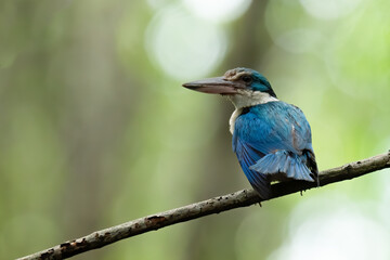 Mangrove kingfisher perching on a mnagrove branch