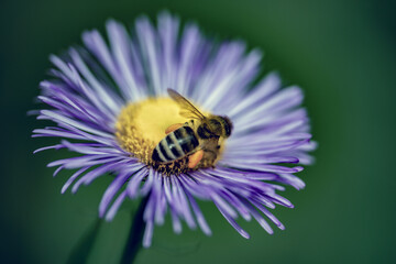 bee on a flower, nacka, stockholm, sweden, sverige