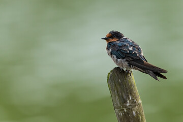 Barn Swallow perching on wood stump
