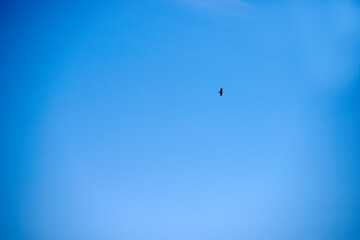 Bird in blue sky, nacka, stockholm, sweden, sverige
