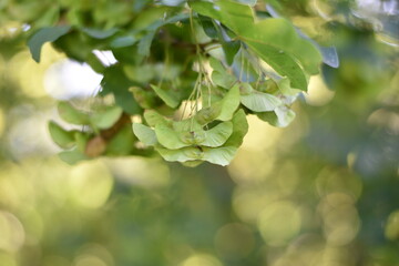 Ahornsamen am Baum