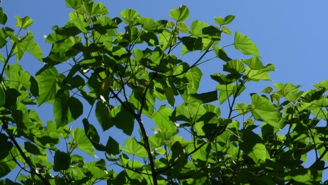 Paulownia tomentosa tree, or the empress, or the princess, or foxglove tree is swinging in different directions from strong wind. Huge green leaves against blue cloudless sky.