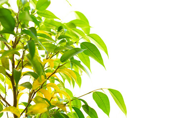 green leaves isolated on white background