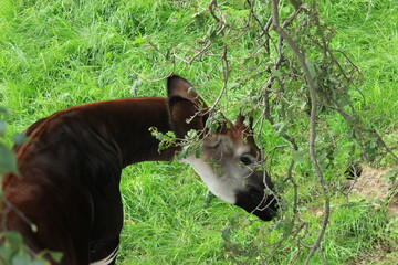 An okapi at the zoo 