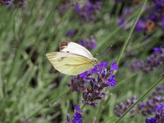 White butterfly collects nectar on purple lavender flowers in July in Hungarian rural area