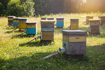 bee apiary with beehives