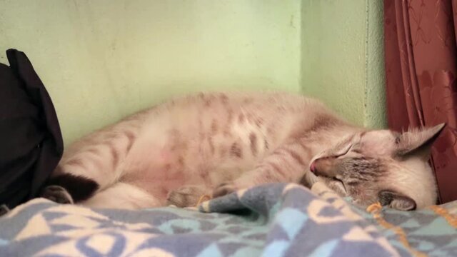Side view TimeLapse of Healthy brown & white tiger cat or cute Thai kitten sleeping happily & relaxing on comfortable bed in cozy bedroom during day time, domestic pet & daydream motion concept