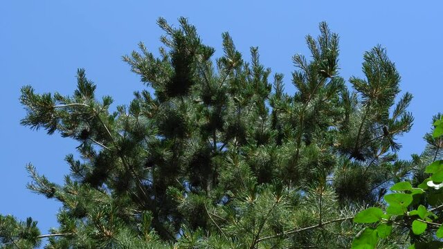 Japanese Glauka pine. Japanese Glauka pine with beautiful branches sways from strong wind against blue cloudless sky. Nature concept for design.