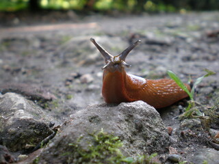 Ślimak © Piotr