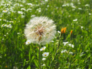 Obraz premium Dandelions blow ball on wildflower meadow in July in evening light in Hungarian rural area