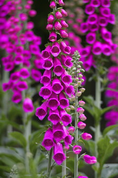 Digitalis Foxglove