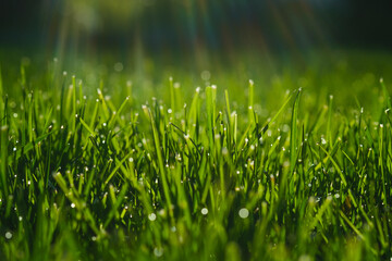 Clipped Green grass background. Selective focus