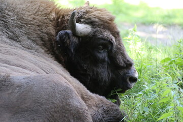 Fototapeta premium bison buffalo