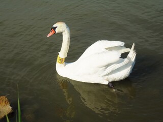 Obraz premium White beautiful swimming swan bird with indicator neck ring on the lake Balaton in Hungary in June