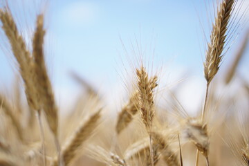 Zboże latem © Mazelowy