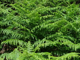 The nature in the forest in France.