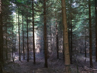 A wild forest in the east of France.