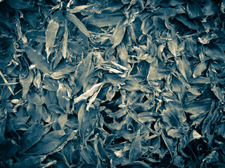 abstract texture of dry leaves in silver color using as a background