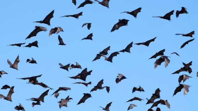 Sunda and Malayan flying foxes flying under blue sky