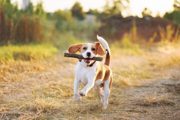 Happy beagle dog playing fetch with the stick outdoors. Active dog pet on a walk. Sunset scene colors - obrazy, fototapety, plakaty