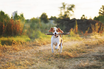 Happy beagle dog playing fetch with the stick outdoors. Active dog pet on a walk. Sunset scene...