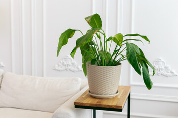 plant in the Modern home interior. Empty white wall in background. Copy space for text.