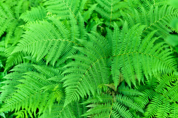 Fototapeta na wymiar Green fern leaves in the forest.