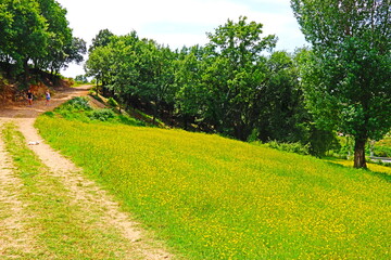 Obraz premium fondo naturaleza y paisaje con campos verdes y arboles 