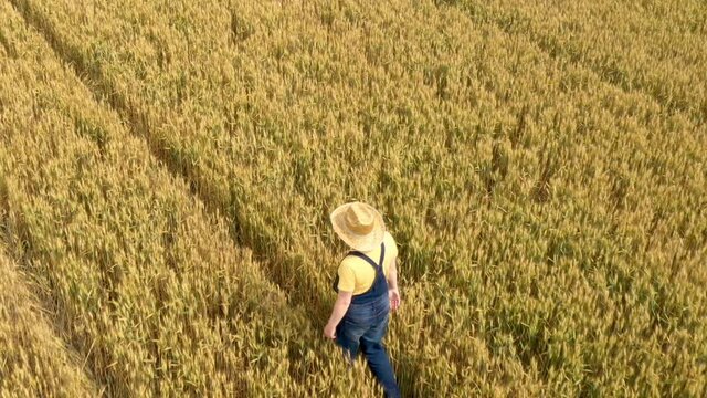 Aerial view of female farmer working in ripe barley crop field