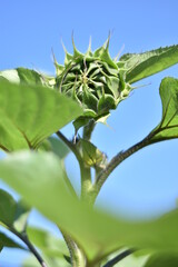 Obraz premium Sonnenblume - knospiger Blütenkorb