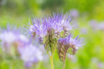 Phacelia Borage Family forage crop for bees