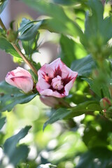 Bl&uuml;hender Garten-Eibisch