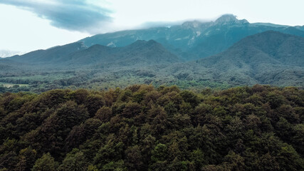 forest in the mountains