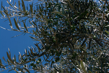 Olive tree branch, green leaves. Plantation in Slovenia.