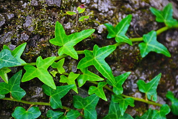 fondo natural con hojas verdes sobre tronco de árbol