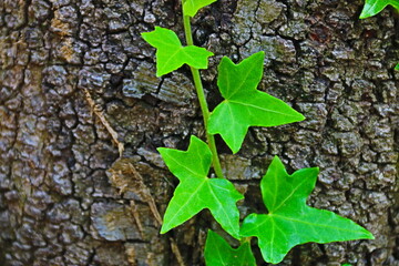 fondo natural con hojas verdes sobre tronco de &aacute;rbol
