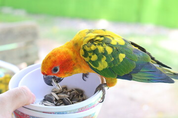 Sun conure parrot is eating seeds In a white bowl