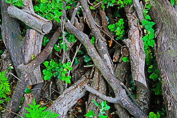 fondo natural con ramas y troncos de árbol en el bosque
