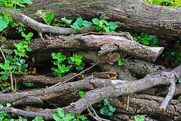 fondo natural con ramas y troncos de árbol en el bosque