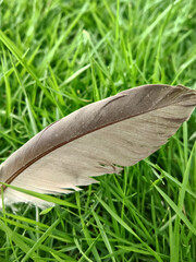 feather on grass