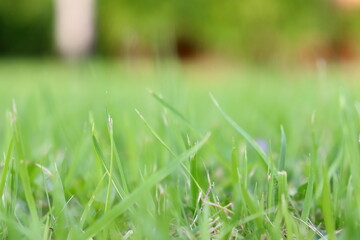 Green grass on a blurred background