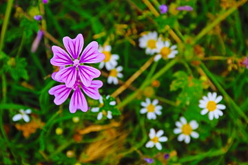 fondo natural con flores de colores vivos en verano