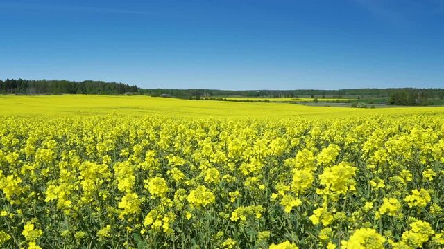 A field of rapeseed plant with the yellow flowers waving