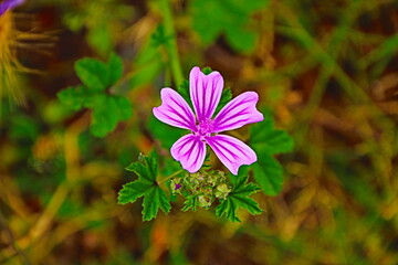 fondo natural con flores de colores vivos en verano