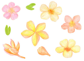 Fototapeta na wymiar Watercolor Plumeria Flowers set isolated tropical illustration