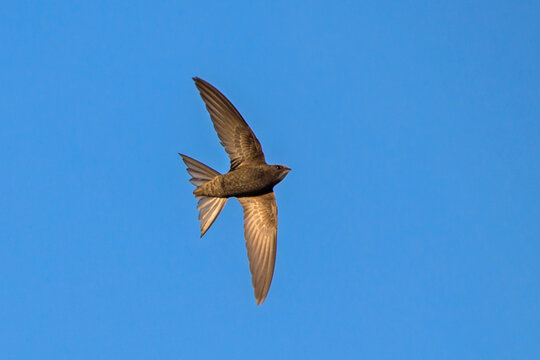 Black swift flying on the blue sky. Common Swift (Apus apus).
