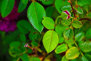 fondo natural con hojas verdes en verano