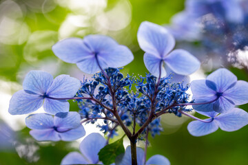 青い美しい紫陽花のマクロイメージ