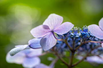 青い美しい紫陽花のマクロイメージ